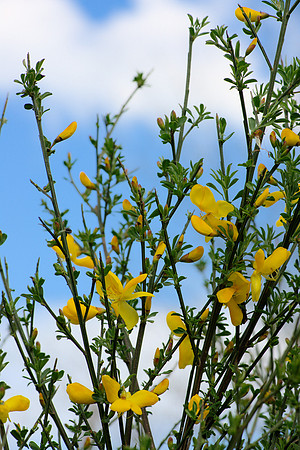 Pretty Yellow Flowers