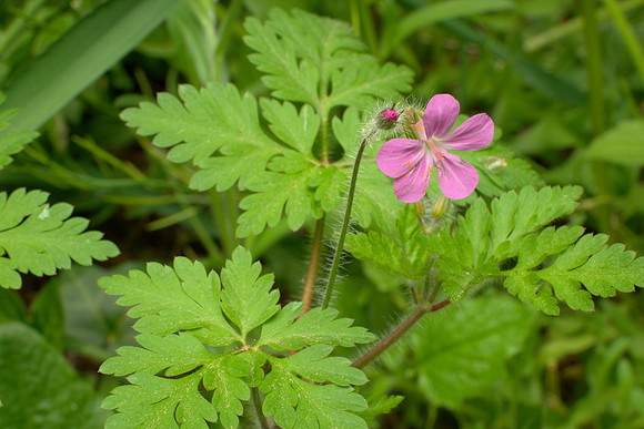 Herb Robert II