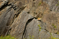 Diabase Dyke in Slate