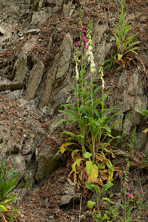 Foxgloves in a Roadcut