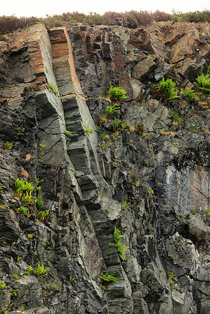 Basalt with Ferns