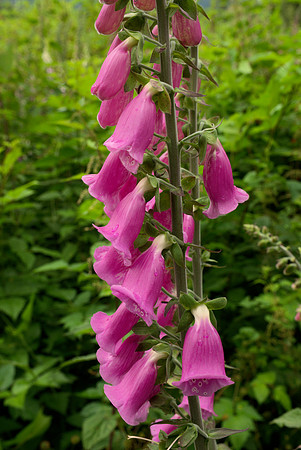 Roadside Foxglove Flowers
