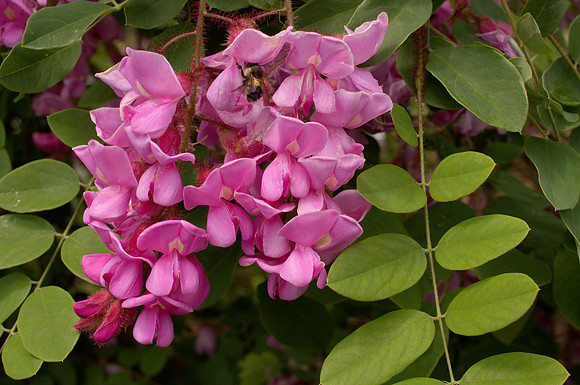 Pretty Pink Flowers