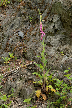 Foxglove in a Rocky Place