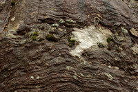 Dalradian Schist and White Lichen