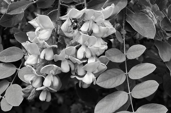 Bristly Locust in Black and White II