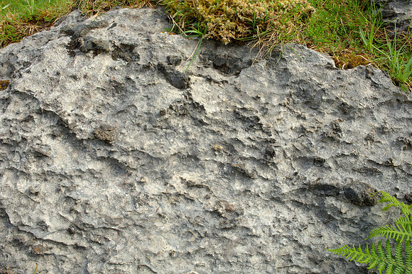 Dolomitized Limestone