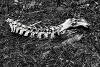 Deer Skull and Vertebrae