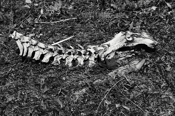 Deer Skull and Vertebrae