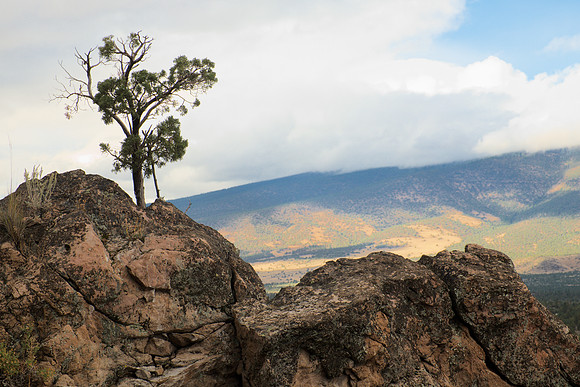 Tree in a Rock