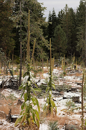 Great Mulleins in a Snowy Clearcut