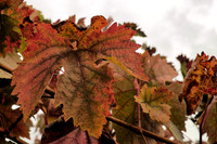 Autumnal Grape Leaves