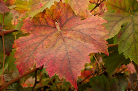 Autumnal Grape Leaf