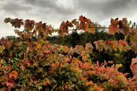 Autumnal Grapevine Branches