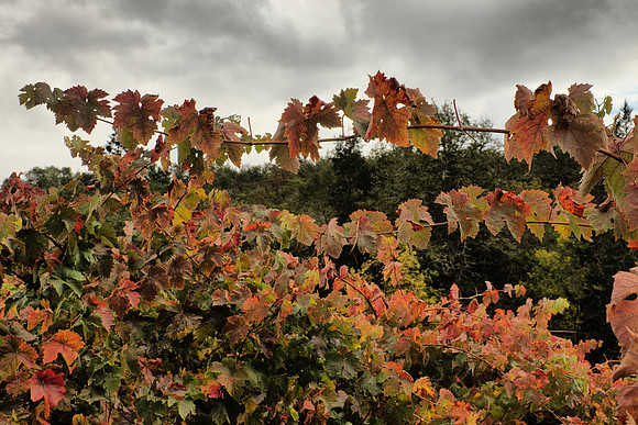 Autumnal Grapevine Branches