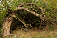 Bent-Over Apple Tree