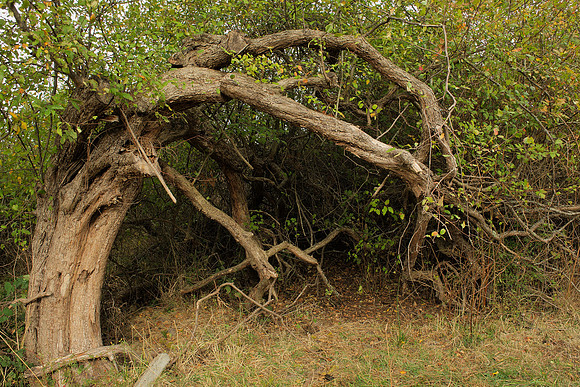 Bent-Over Apple Tree
