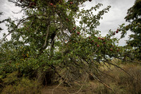 Abandoned Apple Tree I