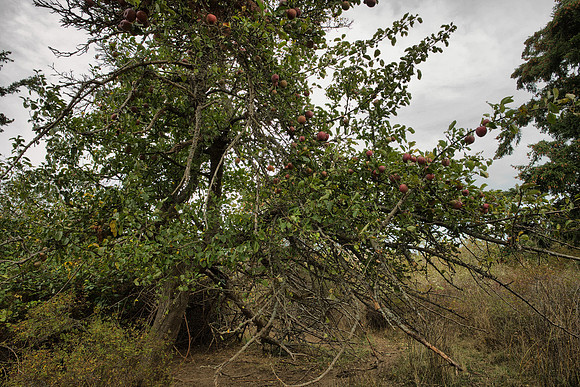 Abandoned Apple Tree I