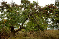 Abandoned Apple Tree II