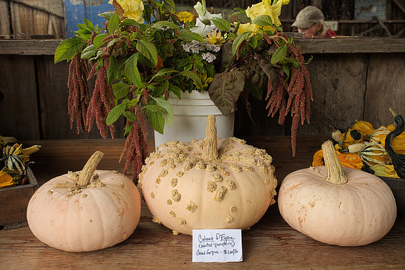 Warty Pumpkins