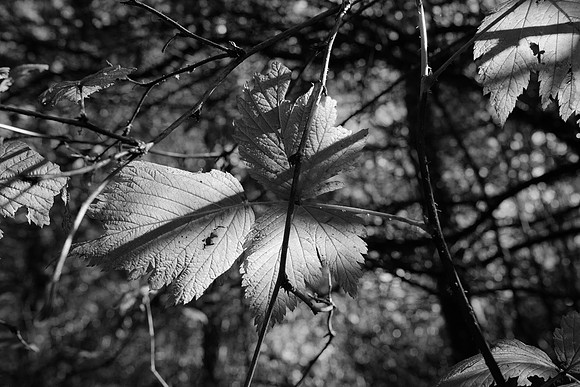 Blackberry Leaves and Thorns