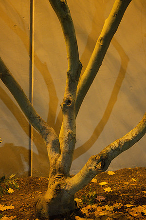Trunk of Urban Tree