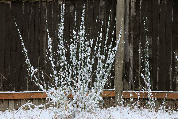 Broom in Snow