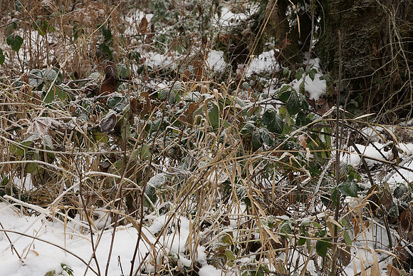 Weeds in the Snow