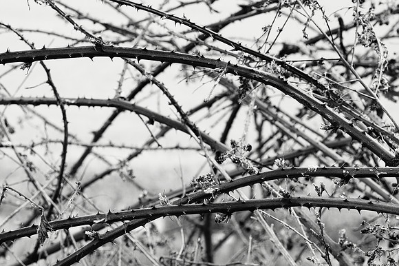 The Berries Wilted, But the Thorns Remain
