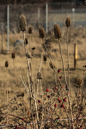 Withered Teasel and Rose Hips