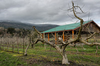 Just-Pruned, Early-Spring Apple Orchard