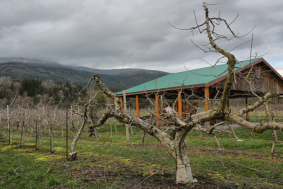 Just-Pruned, Early-Spring Apple Orchard