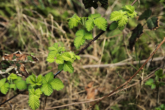 Fresh Leaves of Himalayan Blackberry