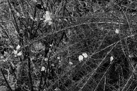 Flowers and Thorns