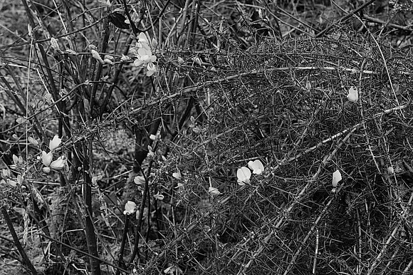Flowers and Thorns