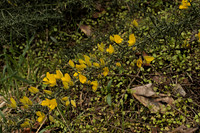 Gorse Flowers and Thorns