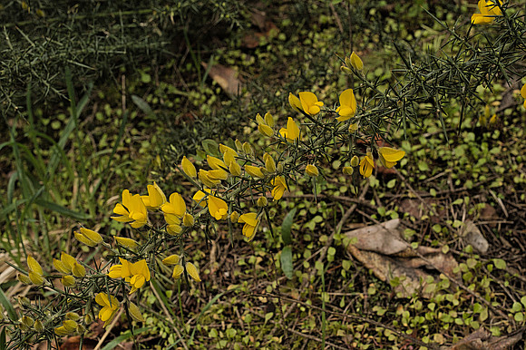 Gorse Flowers and Thorns