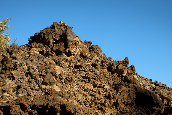 Basalt and Ground Squirrel