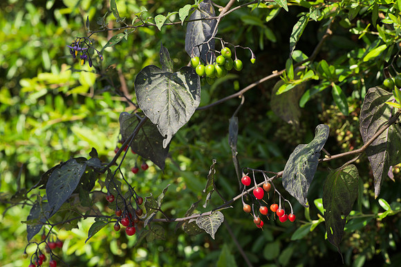 Flowers, Leaves, Berries