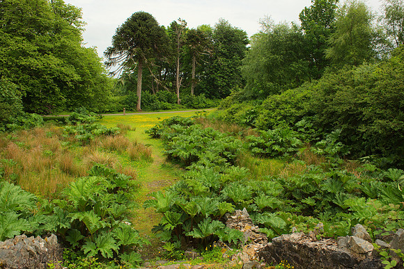 Derelict Garden