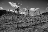 Apple Orchard Awaiting Spring