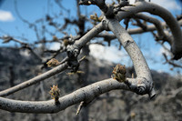 Pre-Spring Apple Buds
