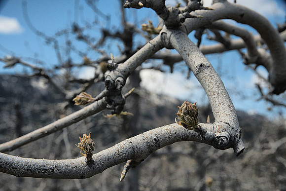 Pre-Spring Apple Buds