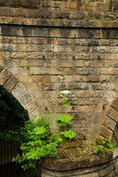 Giant Hog Weed on a Railroad Bridge
