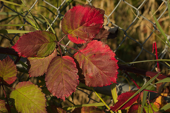Lurid Detail
