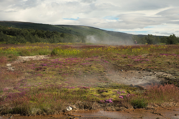 Hot Springs and Wildflowers
