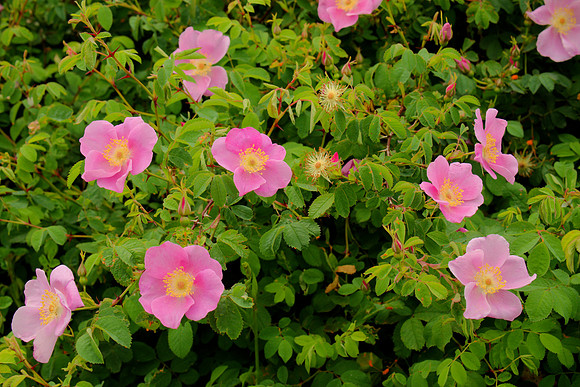 Beach Roses or Rosa rugosa