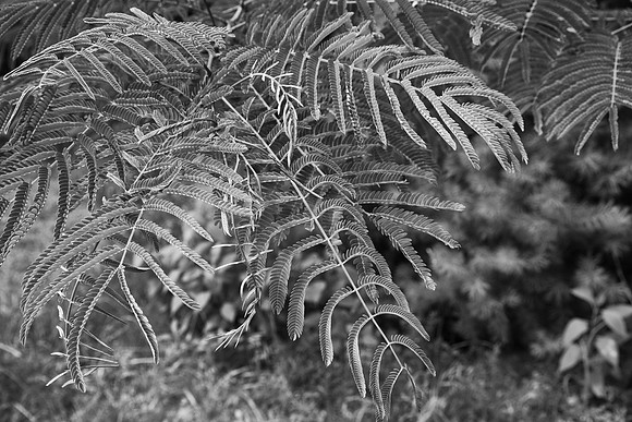 Mimosa Leaves