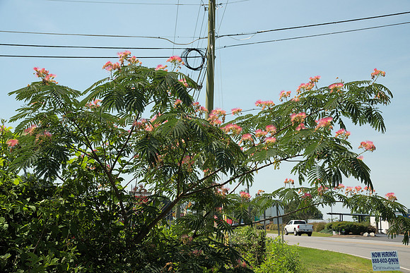 Mimosa Flowers